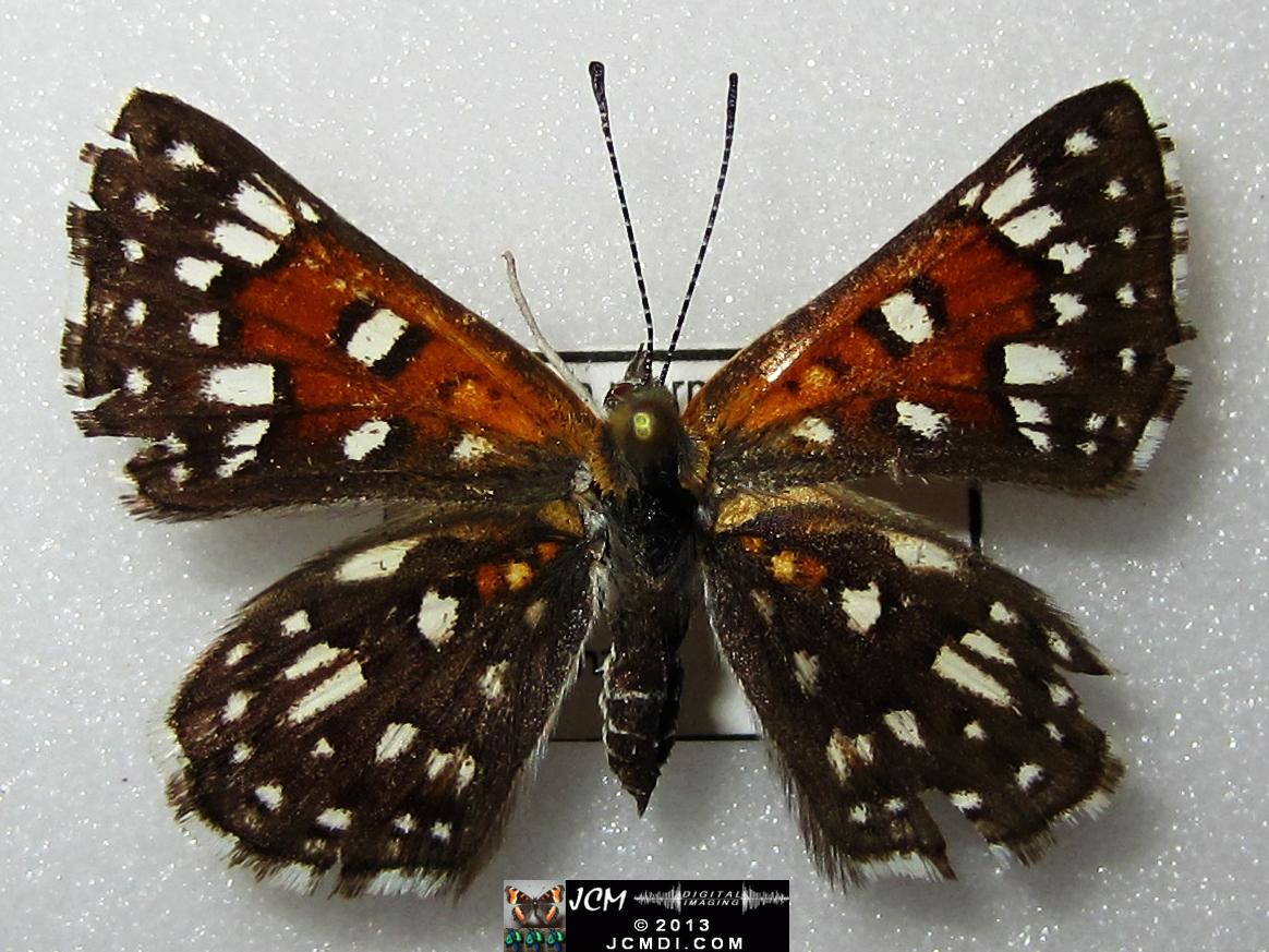 Apodemia mormo virguilti (Behr's Metalmark) images